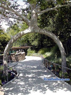 Tree Arch Optical Illusion