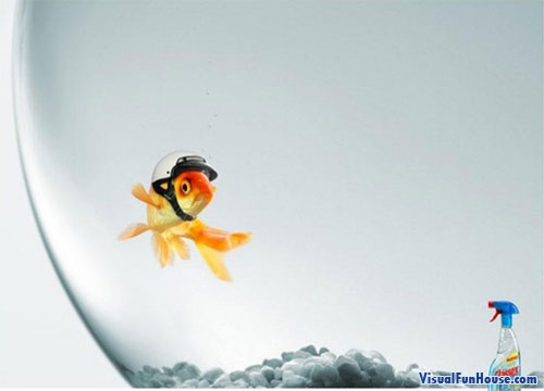 Fish Bowl Glass Cleaner Ad