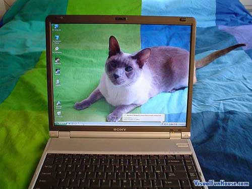 Cat through an transparent computer screen