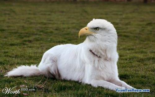 Eagle Dog