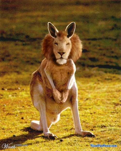 Lion Kangeroo