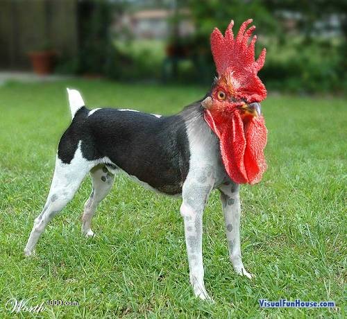Rooster Dog